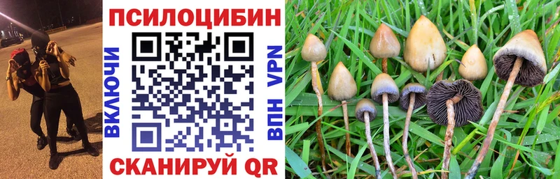 Купить закладки  Бодайбо  Псилоцибиновые грибы Cubensis 